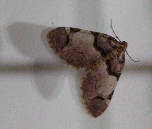 Réf. 43 791 : Anticlea derivata