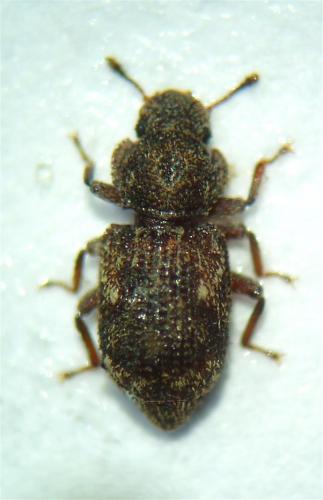 Réf. 43 075 : Coxelus pictus