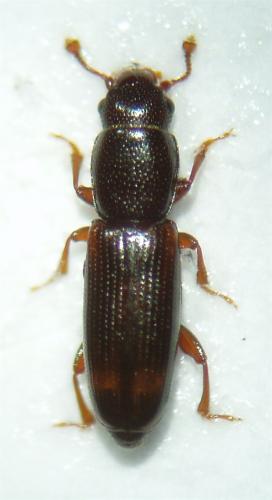 Rhizophagus bipustulatus