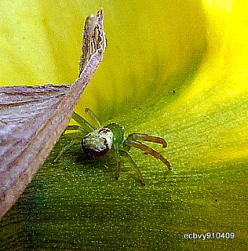 Ebrechtella tricuspidata