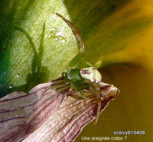Ebrechtella tricuspidata
