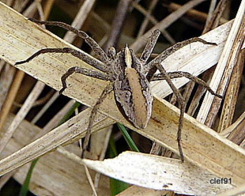 Pisaura mirabilis