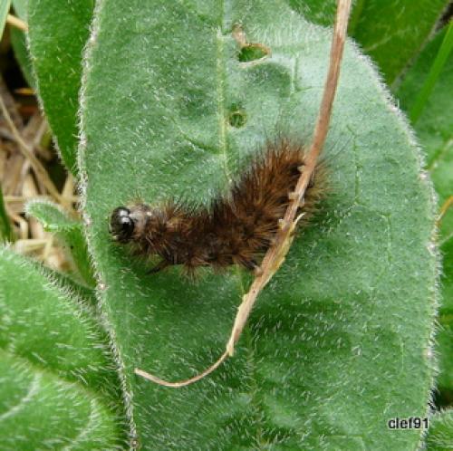 Phragmatobia fuliginosa