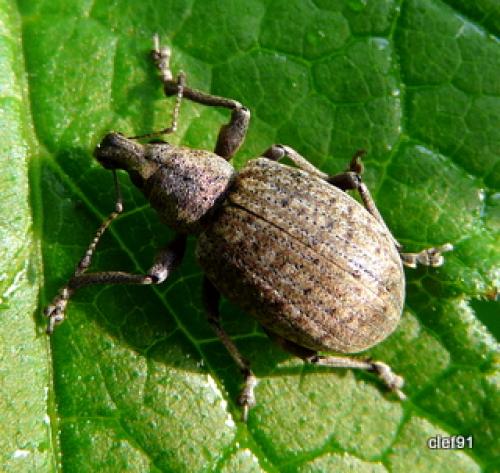Réf. 43 508 : Liophloeus tessulatus