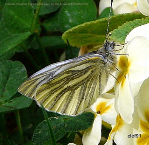 Pieris napi