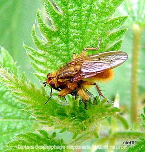 Scathophaga stercoraria