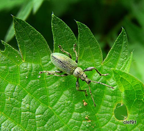 Phyllobius pomaceus