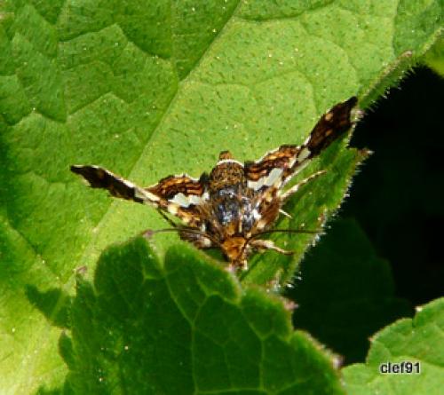 Thyris fenestrella