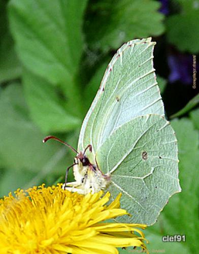 Gonepteryx rhamni