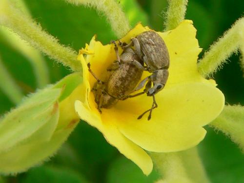 Réf. 43 162 : Peritelus sphaeroides