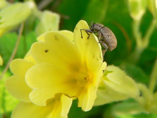 Réf. 43 163 : Peritelus sphaeroides