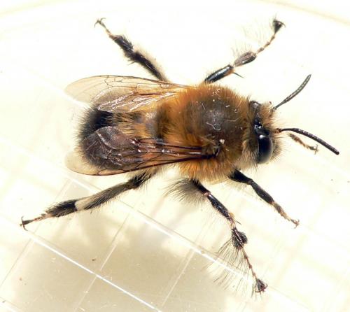 Réf. 43 112 : Anthophora plumipes