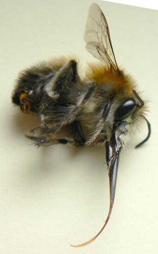 Anthophora plumipes