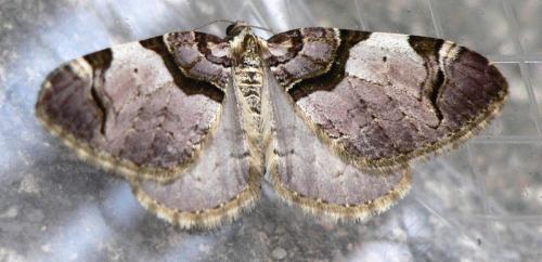 Réf. 43 446 : Anticlea derivata