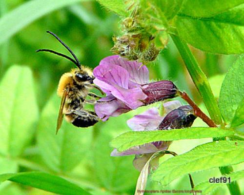 Réf. 43 950 : Eucera sp.