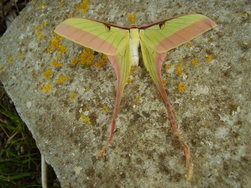 Réf. 43 185 : Actias dubernardi
