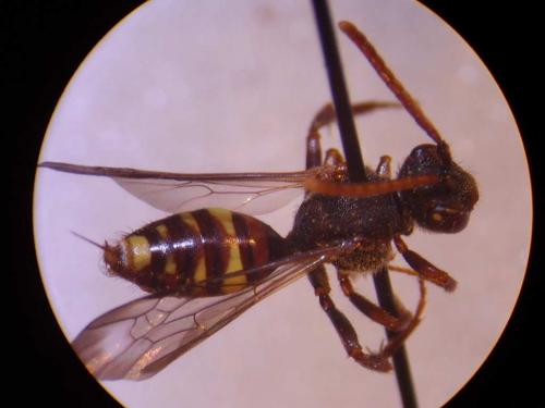 Nomada leucophthalma