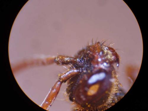 Nomada leucophthalma