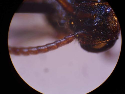 Réf. 43 434 : Nomada leucophthalma