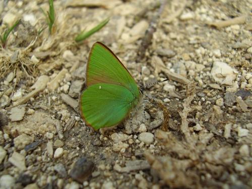 Réf. 43 322 : Callophrys rubi