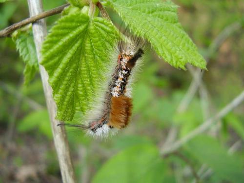 Orgyia recens