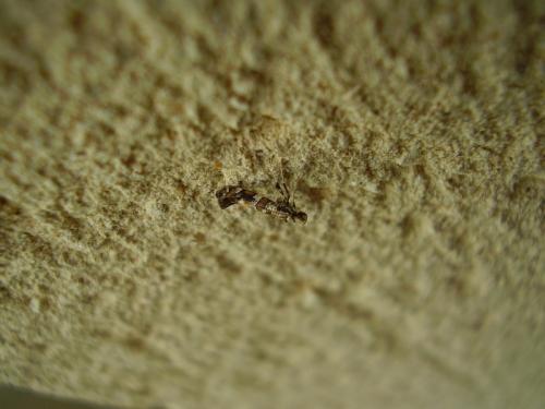 Réf. 43 906 : Caloptilia sp.