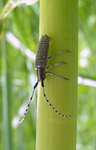 Réf. 43 001 : Agapanthia villosoviridescens