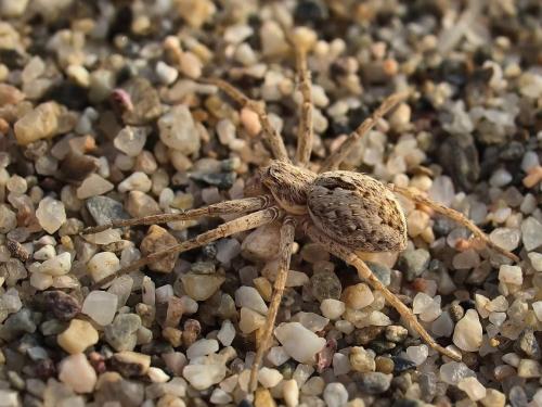 Thanatus sp.
