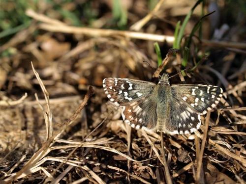 Pyrgus sp.