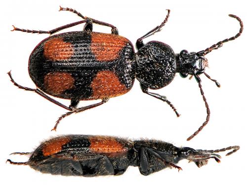 Réf. 43 772 : Panagaeus bipustulatus