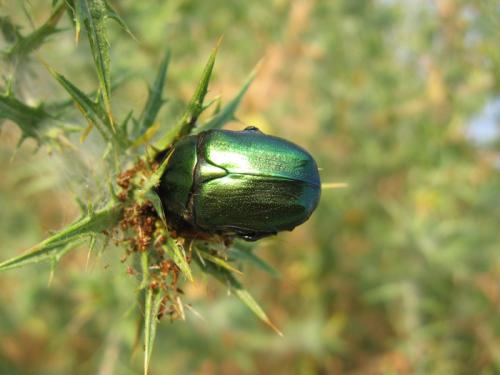 Potosia angustata