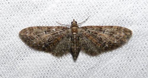Réf. 43 406 : Eupithecia abbreviata
