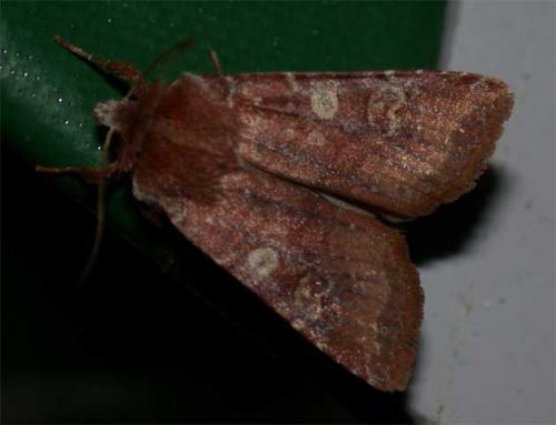 Cerastis leucographa