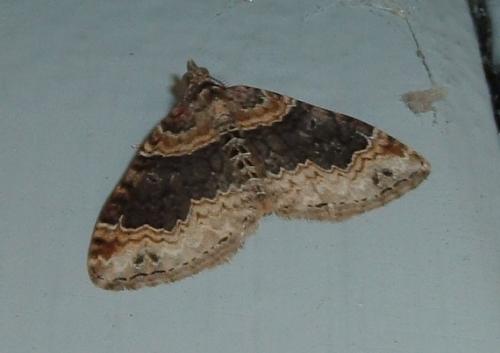 Réf. 43 962 : Xanthorhoe ferrugata