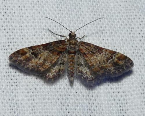 Réf. 43 165 : Gymnoscelis rufifasciata