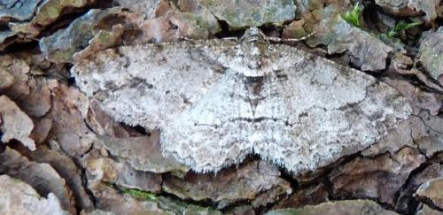 Paradarisa consonaria