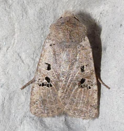 Réf. 43 194 : Conistra rubiginosa
