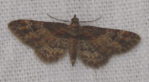 Gymnoscelis rufifasciata