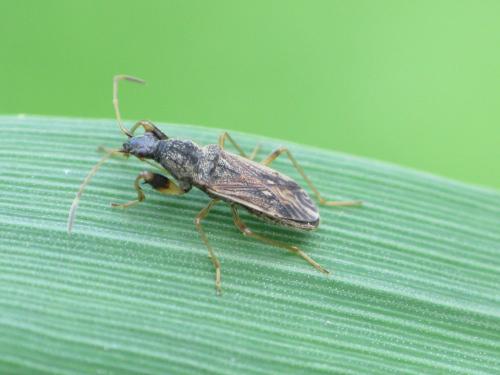 Réf. 43 066 : Paraparomius leptopoides