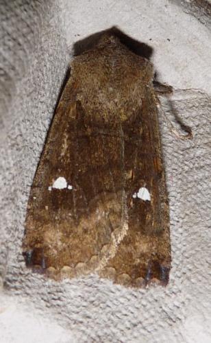 Réf. 43 283 : Eupsilia transversa