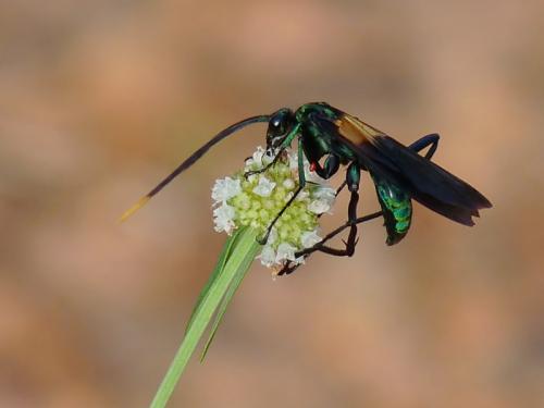 Réf. 43 640 : Pepsis atripennis