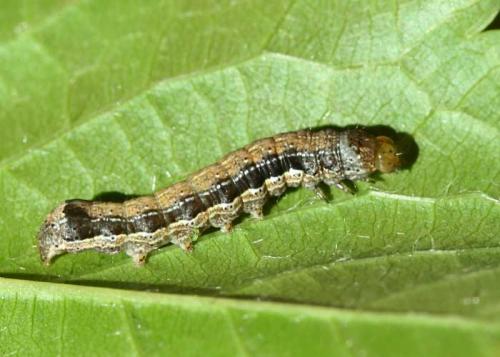 Anorthoa munda