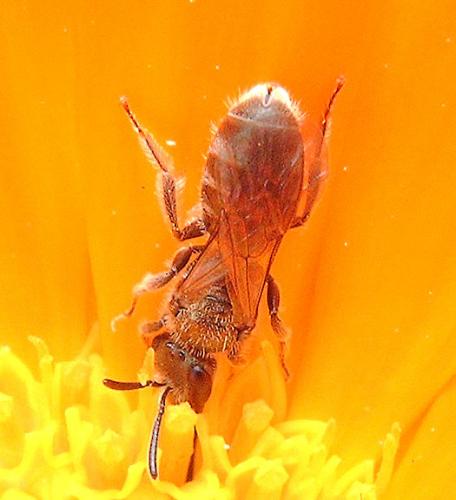 Lasioglossum sp.