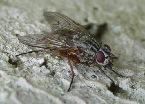 Phaonia errans