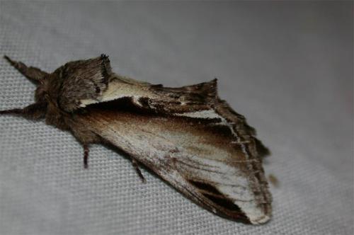 Pheosia gnoma