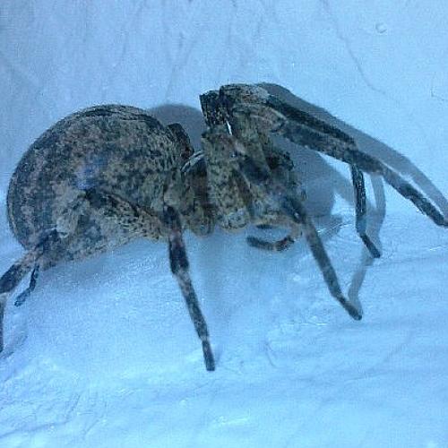 Zoropsis spinimana