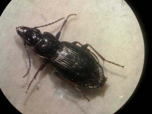 Réf. 43 323 : Pterostichus oblongopunctatus