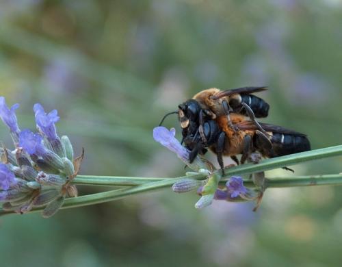 Megachile sculpturalis