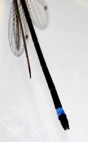 Ischnura elegans