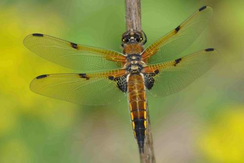 Réf. 43 669 : Libellula quadrimaculata